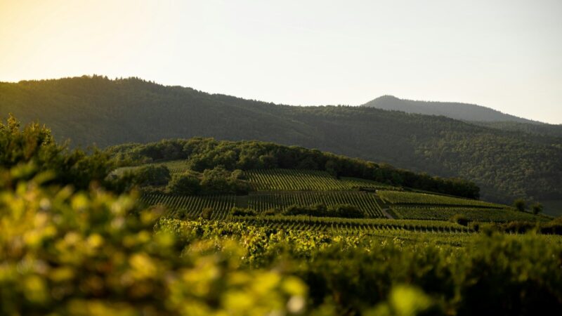 Route des vins d’Alsace en groupe : circuit entre gastronomie et villages typiques