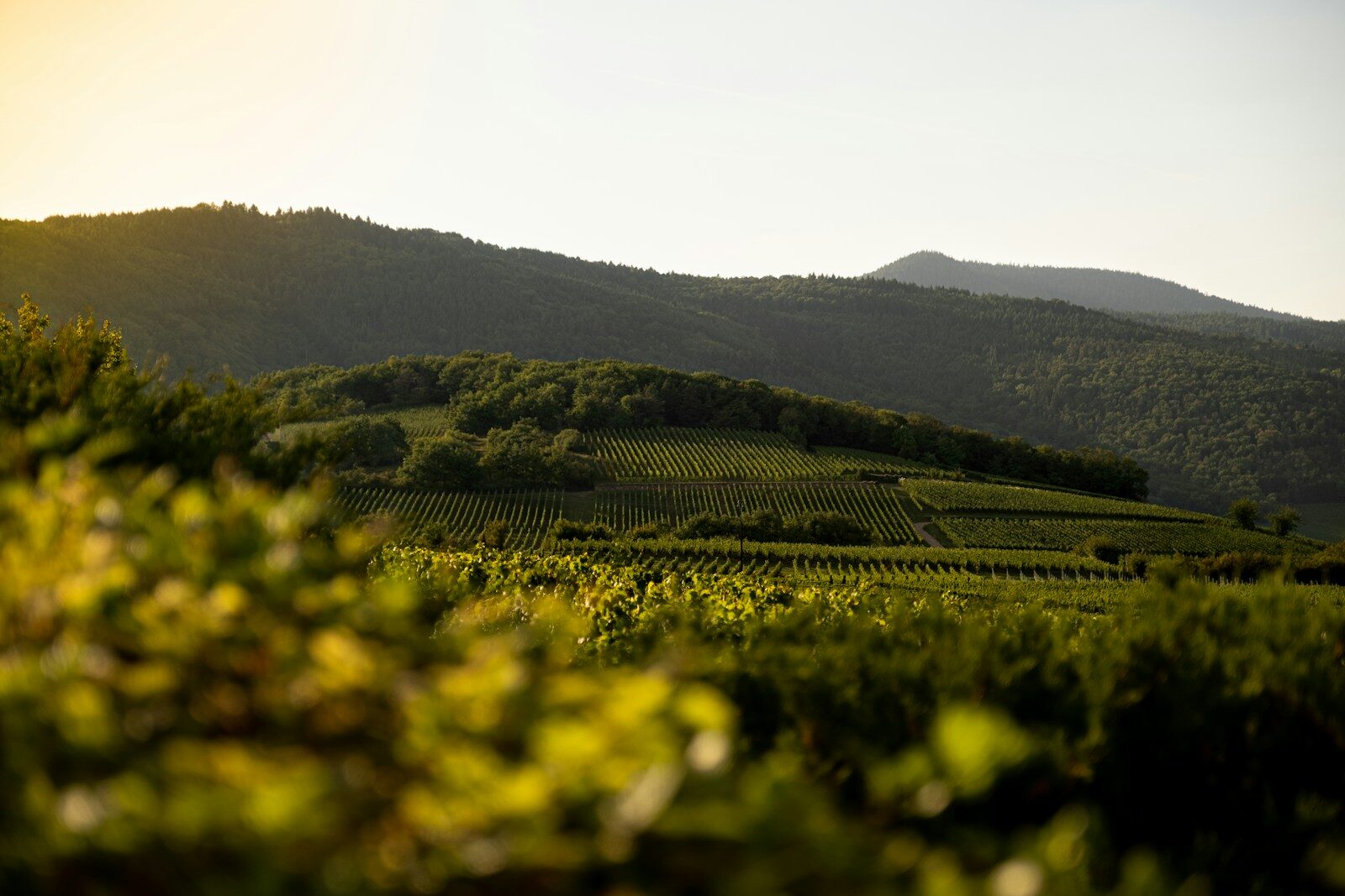 Route des vins d’Alsace en groupe : circuit entre gastronomie et villages typiques