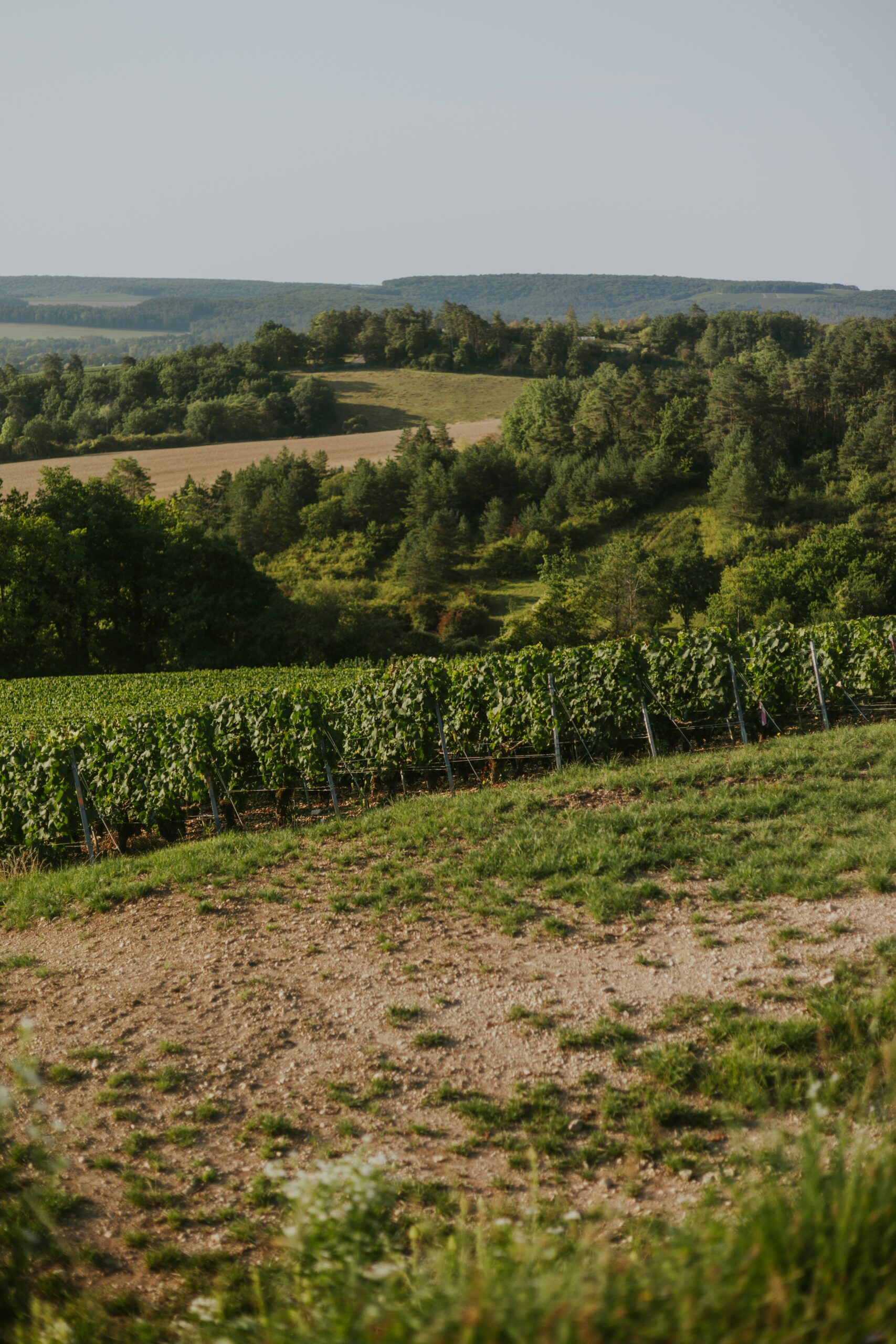 Rangées de vignes dans le vignoble champenois